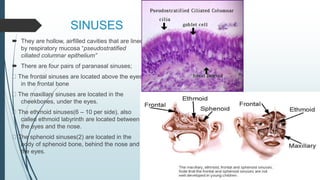 SINUSES
 They are hollow, airfilled cavities that are lined
by respiratory mucosa “pseudostratified
ciliated columnar epithelium”
 There are four pairs of paranasal sinuses;
The frontal sinuses are located above the eyes,
in the frontal bone
The maxillary sinuses are located in the
cheekbones, under the eyes.
The ethmoid sinuses(6 – 10 per side), also
called ethmoid labyrinth are located between
the eyes and the nose.
The sphenoid sinuses(2) are located in the
body of sphenoid bone, behind the nose and
the eyes.
 