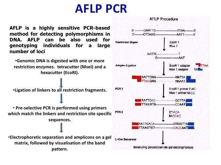 restriction fragment length polymorphism
