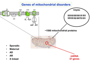 GENETIC HETEROGENEITY OF MITOCHONDRIAL DISORDERS - Agnès Rötig | PPTX