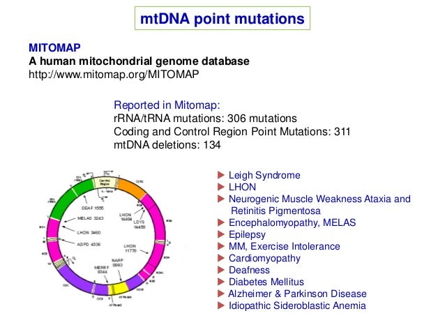 Human Mitochondrial Genome Nature Com Human Mitochondrial Genome Nature Com