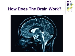 How Does The Brain Work? 