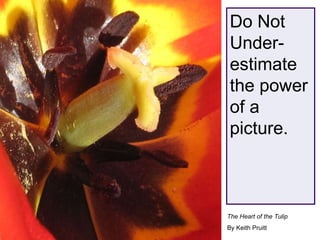 Do Not Under-estimate the power of a picture. The Heart of the Tulip By Keith Pruitt 