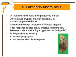 5.  Pulmonary tuberculosis   M. tuberculosis/M.bovis  main pathogens in man Others cause atypical infection especially in immunocompromised host Transmitted through inhalation of infected droplets T-cell response causes granulomatous inflammation, tissue necrosis and scarring - Hypersensitivity (type IV) Pathogenicity due to ability to avoid phagocytosis to stimulate a host T-cell response 