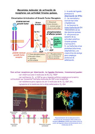 1.- la unión del ligando 
promueve la 
dimerización de RTKs; 
2.- Se reorientan y 
acercan sus colas 
citoplásmicas; 
3.- se favorece la 
trans-fosforilación EN 
TIROSINAS de los 
dos dominios quinasa; 
4.- ello provoca un 
aumento de su 
actividad catalítica 
tirosina quinasa 
(“activación”); 
5.- se fosforilan otras 
proteínas (efectoras, 
adaptadoras), y se 
crean sitios de anclaje 
para complejos 
proteicos de 
señalización. 
Mecanismo molecular de activación de 
receptores con actividad tirosina quinasa. 
3.-Trans-phosphorylation 
of Receptor chains… 
4.- provokes 
ACTIVATION 
1.-Dimerized 
kinase domains… 
2.- reorient and get 
closer to each other. 
5.- Phosphorylation 
and /or docking of 
effector proteins 
Para activar receptores por dimerización, los ligandos (hormonas, transmisores) pueden: 
- ser diméricos (unen 2 moléculas de Rc). Ej: PDGF 
- ser multímeros. Ej: el FGF se une a heparán sulfatos complejos en la matriz 
extracelular que “presentan” múltiples moléculas de FGF a sus receptores 
- ser monómeros pero capaces de unir 2 moléculas de Rc. Ej: EGF, GH,… 
- agruparse en la membrana de la célula señalizadora. Ej: Eph 
Vídeo resumen de la activación por dimerización 
Representación de la estructura de la 
hormoma de crecimiento (GH) unida a su 
receptor dimérico (GHR) que ilustra cómo la 
unión del ligando induce la dimerización de 2 
moléculas de Rc. 
 