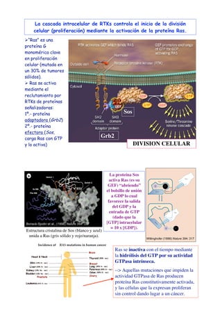 La cascada intracelular de RTKs controla el inicio de la división 
celular (proliferación) mediante la activación de la proteína Ras. 
!“Ras” es una 
proteína G 
monomérica clave 
en proliferación 
celular (mutada en 
un 30% de tumores 
sólidos). 
! Ras se activa 
mediante el 
reclutamiento por 
RTKs de proteínas 
señalizadoras: 
1º.- proteína 
adaptadora (Grb2) 
2º.- proteína 
efectora (Sos, 
carga Ras con GTP 
y lo activa) 
Grb2 
Sos 
DIVISION CELULAR 
La proteína Sos 
activa Ras (es su 
GEF) “abriendo” 
el bolsillo de unión 
a GDP lo cual 
favorece la salida 
del GDP y la 
entrada de GTP 
(dado que la 
[GTP] intracelular 
= 10 x [GDP]). 
Ras se inactiva con el tiempo mediante 
la hidrólisis del GTP por su actividad 
GTPasa intrínseca. 
--> Aquellas mutaciones que impiden la 
actividad GTPasa de Ras producen 
proteína Ras constitutivamente activada, 
y las células que la expresan proliferan 
sin control dando lugar a un cáncer. 
Boriack-Sjodin et al., (1998) Nature 394: 337 
Wittinghofer (1998) Nature 394: 317 
Estructura cristalina de Sos (blanco y azul) 
unida a Ras (gris sólido y rojo/naranja). 
Incidence of RAS mutations in human cancer 
Brain 
Thyroid (50% ras ) 
Breast 
Lung (30% ki- ras ) 
Pancreas (90% Ki- ras ) 
Colon (50% Ki- ras ) 
Head & Neck 
Skin (14% N- ras ) 
Liver (30% N- ras ) 
Kidney (10% Ha- ras ) 
Bladder (10% Ha- ras ) 
Prostate Ovary 
Leukemia (30% N- ras ) 
 