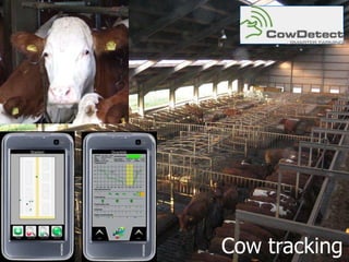 Cow tracking