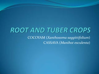 COCOYAM (Xanthosoma saggittifolium)
CASSAVA (Manihot esculenta)

 