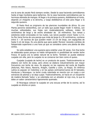 ciencias naturales
22 | agosto 2022 | edición 172 editor@temasnicas.net | rtn
era la zona de zacate Pará siempre verdes. Desde la casa hacienda caminábamos
hasta el lago Cocibolca para bañarnos. De la casa hacienda caminábamos por la
hermosa alameda de mangos. Al llegar a la primera quesera, doblábamos al norte,
dejando un chagüite a la derecha, y luego doblábamos al este para llegar a la
segunda quesera.
El Pasto Pará es originario de las planicies inundables de áfrica. Es una
Planta perenne estolonífera, con un tallo que puede llegar medir 5 metros, con
muchas vellosidades, sus hojas son moderadamente vellosas, miden 30
centímetros de largo y de ancho alrededor de 20 milímetros. Sus ramas y
estolones están enraizadas en los nudos. Las raíces pueden crecer hasta 1.2 m.
Su flor tiene forma de una panoja que mide de largo 6 a 30 centímetros, contiene
entre 5 – 20 racimos de que pueden medir 15 cm de largo, con espiguillas de
hasta 5 cm de largo. Es una planta que para poder florecer necesita cambios de
fotoperiodo superiores a una hora ya que se considera como una planta de días
cortos.
Se solía establecer una quesera para ordeñar unas 30 vacas. Con Esa leche
se elaboraba queso porque no había refrigeración ni posibilidad de vender leche
fresca. El queso era la salida natural de la leche. También se puede elaborar
cuajada con ella, pero la cuajada no se conserva tan bien como el queso.
Cuajada (cuajada de leche) es un producto de queso. Tradicionalmente se
elabora con leche de oveja, pero ahora se elabora industrialmente con mayor
frecuencia con leche de vaca. Es popular en las regiones del norte de España
(Asturias, País Vasco, Navarra, Aragón, Castilla y León, La Rioja). En América
Latina es popular en Colombia y en los países centroamericanos de El Salvador,
Honduras y Nicaragua. La leche cruda calentada se mezcla con un cuajo o con
extractos de plantas y se deja cuajar. Tradicionalmente, se hacía en un recipiente
de madera llamado 'kaiku' y se calentaba con un atizador al rojo vivo, lo que le
daba un sabor característico ligeramente quemado.
El Nicaragua colocan la cuajada en una excusa arribe de la cocina; así la
cuajada se ahúma un poco.
 