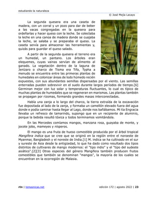 estudiando la naturaleza
© José Mejía Lacayo
rtn | temasnicas.net edición 172 | agosto 2022 | 23
La segunda quesera era una caseta de
madera, con un corral y un pozo para dar de beber
a las vacas congregadas en la quesera para
ordeñarlas y hacer queso con la leche. Se colectaba
la leche en una canoa de madera donde se cuajaba
la leche, se salaba y se preparaba el queso. La
caseta servía para almacenar las herramientas y,
quizás para guardar el queso salado.
A partir de la segunda quesera el terreno era
un humedal, un pantano. Los árboles eran
elequemes, cuyas vainas servían de alimento al
ganado. La vegetación dentro de la laguna de
Jenízaro o charco de Tisma era Tifa, Typha a
menudo se encuentra entre las primeras plantas de
humedales en colonizar áreas de lodo húmedo recién
expuestas, con sus abundantes semillas dispersadas por el viento. Las semillas
enterradas pueden sobrevivir en el suelo durante largos períodos de tiempo.[6]
Germinan mejor con luz solar y temperaturas fluctuantes, lo cual es típico de
muchas plantas de humedales que se regeneran en marismas. Las plantas también
se propagan por rizomas, formando grandes masas interconectadas.
Había una zanja a lo largo del charco, la tierra extraída de la excavación
fue depositada al lado de la zanja, y formaba un camellón elevado fuera del agua
donde e podía caminar hasta llegar al Lago, donde nos bañábamos. Mi tía Engracia
llevaba un refresco de tamarindo, supongo que en un recipiente de aluminio,
porque la bebida resultó tóxica y todos terminamos vomitándola.
En las Mercedes comíamos mangos, manzana rosa, guayaba de monte, y
jocote jobo, mameyes y nísperos.
El mango es una fruta de hueso comestible producida por el árbol tropical
Mangifera indica que se cree que se originó en la región entre el noroeste de
Myanmar, Bangladesh y el noreste de India.[1] M. indica se ha cultivado en el sur
y sureste de Asia desde la antigüedad, lo que ha dado como resultado dos tipos
distintos de cultivares de mango modernos: el "tipo indio" y el "tipo del sudeste
asiático".[2][3] Otras especies del género Mangifera también producen frutos
comestibles que también se denominan "mangos", la mayoría de los cuales se
encuentran en la ecorregión de Malasia.
 