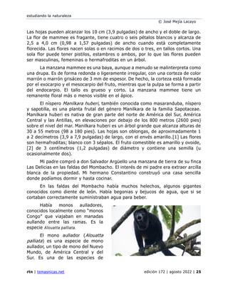 estudiando la naturaleza
© José Mejía Lacayo
rtn | temasnicas.net edición 172 | agosto 2022 | 25
Las hojas pueden alcanzar los 10 cm (3,9 pulgadas) de ancho y el doble de largo.
La flor de mammee es fragante, tiene cuatro o seis pétalos blancos y alcanza de
2,5 a 4,0 cm (0,98 a 1,57 pulgadas) de ancho cuando está completamente
florecida. Las flores nacen solas o en racimos de dos o tres, en tallos cortos. Una
sola flor puede tener pistilos, estambres o ambos, por lo que las flores pueden
ser masculinas, femeninas o hermafroditas en un árbol.
La manzana mammee es una baya, aunque a menudo se malinterpreta como
una drupa. Es de forma redonda o ligeramente irregular, con una corteza de color
marrón o marrón grisáceo de 3 mm de espesor. De hecho, la corteza está formada
por el exocarpio y el mesocarpio del fruto, mientras que la pulpa se forma a partir
del endocarpio. El tallo es grueso y corto. La manzana mammee tiene un
remanente floral más o menos visible en el ápice.
El níspero Manilkara huberi, también conocida como masaranduba, níspero
y sapotilla, es una planta frutal del género Manilkara de la familia Sapotaceae.
Manilkara huberi es nativa de gran parte del norte de América del Sur, América
Central y las Antillas, en elevaciones por debajo de los 800 metros (2600 pies)
sobre el nivel del mar. Manilkara huberi es un árbol grande que alcanza alturas de
30 a 55 metros (98 a 180 pies). Las hojas son oblongas, de aproximadamente 1
a 2 decímetros (3,9 a 7,9 pulgadas) de largo, con el envés amarillo.[1] Las flores
son hermafroditas; blanco con 3 sépalos. El fruto comestible es amarillo y ovoide,
[2] de 3 centímetros (1,2 pulgadas) de diámetro y contiene una semilla (u
ocasionalmente dos).
Mi padre compró a don Salvador Argüello una manzana de tierra de su finca
Las Delicias en las faldas del Mombacho. El interés de mi padre era extraer arcilla
blanca de la propiedad. Mi hermano Constantino construyó una casa sencilla
donde podíamos dormir y hasta cocinar.
En las faldas del Mombacho había muchos helechos, algunos gigantes
conocidos como diente de león. Había begonias y bejucos de agua, que si se
cortaban correctamente suministraban agua para beber.
Había monos aulladores,
conocidos localmente como “monos
Congo” que viajaban en manadas
aullando entre las ramas. Es la
especie Alouatta palliata.
El mono aullador (Alouatta
palliata) es una especie de mono
aullador, un tipo de mono del Nuevo
Mundo, de América Central y del
Sur. Es una de las especies de
 