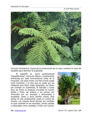 estudiando la naturaleza
© José Mejía Lacayo
rtn | temasnicas.net edición 172 | agosto 2022 | 27
hermano Constantino. Supervisé la construcción de mi casa y sembré un cerco de
espadillo para delimitar la propiedad.
El espadillo es Yucca guatemalensis
“Espadillo/Izote”, nativa de México y ampliamente
distribuída por todo Centroamérica antes de la
conquista. Las hojas tienen una fibra fuerte usada
como bramante y se dice que es usada por los
indígenas para hacer trajes especiales, sus flores
son comidas en Guatemala, El Salvador y Costa
Rica, las flores se preparan envueltas en huevos
batido y fritas, las anteras y los ovarios son
removidos por ser amargos y adicionadas a
ensaladas, bistec y otros plantos mixtos. Esta
planta ha sido ampliamente usada en control de
erosión. Las vistosas flores blancas son vendidas
en gran cantidad en los mercados, siendo cocidas
y preparadas como ensalada o fritas con huevos.
 