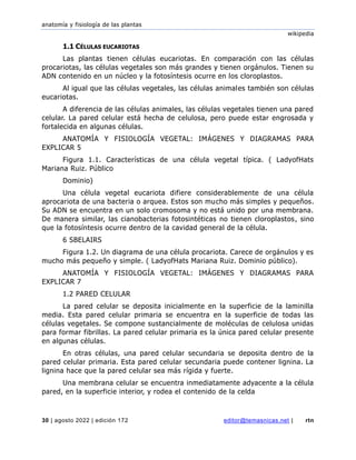 anatomía y fisiología de las plantas
wikipedia
30 | agosto 2022 | edición 172 editor@temasnicas.net | rtn
1.1 CÉLULAS EUCARIOTAS
Las plantas tienen células eucariotas. En comparación con las células
procariotas, las células vegetales son más grandes y tienen orgánulos. Tienen su
ADN contenido en un núcleo y la fotosíntesis ocurre en los cloroplastos.
Al igual que las células vegetales, las células animales también son células
eucariotas.
A diferencia de las células animales, las células vegetales tienen una pared
celular. La pared celular está hecha de celulosa, pero puede estar engrosada y
fortalecida en algunas células.
ANATOMÍA Y FISIOLOGÍA VEGETAL: IMÁGENES Y DIAGRAMAS PARA
EXPLICAR 5
Figura 1.1. Características de una célula vegetal típica. ( LadyofHats
Mariana Ruiz. Público
Dominio)
Una célula vegetal eucariota difiere considerablemente de una célula
aprocariota de una bacteria o arquea. Estos son mucho más simples y pequeños.
Su ADN se encuentra en un solo cromosoma y no está unido por una membrana.
De manera similar, las cianobacterias fotosintéticas no tienen cloroplastos, sino
que la fotosíntesis ocurre dentro de la cavidad general de la célula.
6 SBELAIRS
Figura 1.2. Un diagrama de una célula procariota. Carece de orgánulos y es
mucho más pequeño y simple. ( LadyofHats Mariana Ruiz. Dominio público).
ANATOMÍA Y FISIOLOGÍA VEGETAL: IMÁGENES Y DIAGRAMAS PARA
EXPLICAR 7
1.2 PARED CELULAR
La pared celular se deposita inicialmente en la superficie de la laminilla
media. Esta pared celular primaria se encuentra en la superficie de todas las
células vegetales. Se compone sustancialmente de moléculas de celulosa unidas
para formar fibrillas. La pared celular primaria es la única pared celular presente
en algunas células.
En otras células, una pared celular secundaria se deposita dentro de la
pared celular primaria. Esta pared celular secundaria puede contener lignina. La
lignina hace que la pared celular sea más rígida y fuerte.
Una membrana celular se encuentra inmediatamente adyacente a la célula
pared, en la superficie interior, y rodea el contenido de la celda
 