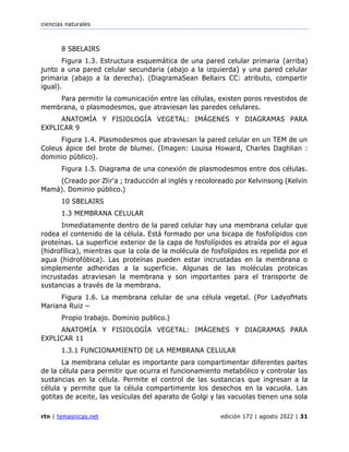 ciencias naturales
rtn | temasnicas.net edición 172 | agosto 2022 | 31
8 SBELAIRS
Figura 1.3. Estructura esquemática de una pared celular primaria (arriba)
junto a una pared celular secundaria (abajo a la izquierda) y una pared celular
primaria (abajo a la derecha). (DiagramaSean Bellairs CC: atributo, compartir
igual).
Para permitir la comunicación entre las células, existen poros revestidos de
membrana, o plasmodesmos, que atraviesan las paredes celulares.
ANATOMÍA Y FISIOLOGÍA VEGETAL: IMÁGENES Y DIAGRAMAS PARA
EXPLICAR 9
Figura 1.4. Plasmodesmos que atraviesan la pared celular en un TEM de un
Coleus ápice del brote de blumei. (Imagen: Louisa Howard, Charles Daghlian :
dominio público).
Figura 1.5. Diagrama de una conexión de plasmodesmos entre dos células.
(Creado por Zlir'a ; traducción al inglés y recoloreado por Kelvinsong (Kelvin
Mamá). Dominio público.)
10 SBELAIRS
1.3 MEMBRANA CELULAR
Inmediatamente dentro de la pared celular hay una membrana celular que
rodea el contenido de la célula. Está formado por una bicapa de fosfolípidos con
proteínas. La superficie exterior de la capa de fosfolípidos es atraída por el agua
(hidrofílica), mientras que la cola de la molécula de fosfolípidos es repelida por el
agua (hidrofóbica). Las proteínas pueden estar incrustadas en la membrana o
simplemente adheridas a la superficie. Algunas de las moléculas proteicas
incrustadas atraviesan la membrana y son importantes para el transporte de
sustancias a través de la membrana.
Figura 1.6. La membrana celular de una célula vegetal. (Por LadyofHats
Mariana Ruiz –
Propio trabajo. Dominio publico.)
ANATOMÍA Y FISIOLOGÍA VEGETAL: IMÁGENES Y DIAGRAMAS PARA
EXPLICAR 11
1.3.1 FUNCIONAMIENTO DE LA MEMBRANA CELULAR
La membrana celular es importante para compartimentar diferentes partes
de la célula para permitir que ocurra el funcionamiento metabólico y controlar las
sustancias en la célula. Permite el control de las sustancias que ingresan a la
célula y permite que la célula compartimente los desechos en la vacuola. Las
gotitas de aceite, las vesículas del aparato de Golgi y las vacuolas tienen una sola
 