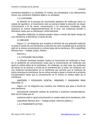 anatomía y fisiología de las plantas
wikipedia
32 | agosto 2022 | edición 172 editor@temasnicas.net | rtn
membrana bilipídica a su alrededor. El núcleo, los cloroplastos y las mitocondrias
tienen una membrana bilipídica doble a su alrededor.
1.3.2 DIFUSIÓN
La difusión es el proceso de movimiento aleatorio de moléculas hacia un
estado de equilibrio; el movimiento neto es siempre desde la dirección de mayor
concentración a la de menor concentración y en soluciones complejas, cada
sustancia se mueve independientemente de la otra. Las sustancias tienden a
difundirse hasta que se distribuyen uniformemente.
Pequeñas moléculas no polares pueden pasar a través del lípido bicapa de
una membrana al difundirse a través de ella.
12 SBELAIRS
Figura 1.7. Un diagrama que muestra la difusión de una pequeña molécula
no polar a través de una membrana La difusión da como resultado que la sustancia
esté en la misma concentración en ambos lados de la membrana. (Por LadyofHats
Mariana Ruiz – Trabajo propio. Público
Dominio.)
1.3.3 DIFUSIÓN FACILITADA
La difusión facilitada también implica el movimiento de moléculas a favor
de un gradiente de concentración hasta que la concentración de moléculas sea
igual en ambos lados de la membrana. Sin embargo, en este caso, las moléculas
de soluto no se mueven a través de la membrana por sí solas. Se combinan con
una molécula transportadora en la membrana que permite que la molécula de
soluto atraviese la membrana. No se utiliza energía y pasan a través de la proteína
transportadora hasta que la concentración es la misma en ambos lados de la
membrana.
ANATOMÍA Y FISIOLOGÍA VEGETAL: IMÁGENES Y DIAGRAMAS PARA
EXPLICAR 13
Figura 1.8. Un diagrama que muestra una molécula que pasa a través de
una membrana.
pasivamente utilizando canales de proteínas o proteínas transportadoras.
Esto ocurre hasta que el
sustancia está en igual concentración en ambos lados de la membrana. (Por
LadyofHats Mariana Ruiz – Trabajo propio. Dominio público.)
1.3.4 TRANSPORTE ACTIVO
 