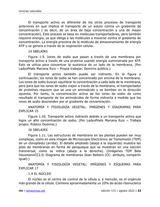 ciencias naturales
rtn | temasnicas.net edición 172 | agosto 2022 | 33
El transporte activo es diferente de los otros procesos de transporte
anteriores en que implica el transporte de un soluto contra un gradiente de
concentración ( es decir, de un área de baja concentración a una de mayor
concentración). Este proceso se basa en moléculas transportadoras, pero también
requiere energía, ya que obliga a las moléculas a moverse contra el gradiente de
concentración. La energía proviene de la molécula de almacenamiento de energía
ATP y se genera a través de la respiración celular.
14 SBELAIRS
Figura 1.9. Iones de sodio que pasan a través de una membrana por
transporte activo a través de una proteína usando energía suministrada por ATP.
Esto se utiliza para concentrar la sustancia de un lado de la membrana. (Por
LadyofHats Mariana Ruiz – Propia trabajar. Dominio público.)
El transporte activo también puede ser indirecto. En la figura a
continuación, los iones de sodio se han concentrado por encima de la membrana.
Los iones de sodio buscan equilibrar la concentración a cada lado de la membrana,
pero para que los iones de sodio viajen a través de la membrana, el transportador
de proteínas requiere que se una un aminoácido y se bombee en la dirección
opuesta. Por tanto, la concentración activa de los iones de sodio da como
resultado el transporte de los aminoácidos de forma indirecta a medida que los
iones de sodio descienden por el gradiente de concentración.
ANATOMÍA Y FISIOLOGÍA VEGETAL: IMÁGENES Y DIAGRAMAS PARA
EXPLICAR 15
Figura 1.10. Transporte activo indirecto debido a un transporte activo que
logra un alto concentración de sodio. (Por LadyofHats Mariana Ruiz – Trabajo
propio. Público Dominio.)
16 SBELAIRS
Figura 1.11. Las estructuras de membrana en las plantas pueden ser muy
complejas, como en esta imagen de Microscopio Electrónico de Transmisión (TEM)
de un cloroplasto (arriba). El detalle ampliado (abajo a la izquierda) muestra las
pilas de membranas en forma de panqueque que se muestran en una sección
transversal, como se indica (abajo a la derecha). (Imágenes TEM Bela
HausmannCC2.0; Diagrama de membranas Sean Bellairs (CC: atributo, compartir
igual).)
ANATOMÍA Y FISIOLOGÍA VEGETAL: IMÁGENES Y ESQUEMAS PARA
EXPLICAR 17
1.4 EL NÚCLEO
El núcleo es el centro de control de la célula y, a menudo, es el orgánulo
más grande de la célula. Contiene aproximadamente un 20% de ácido ribonucleico
 