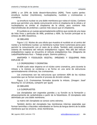 anatomía y fisiología de las plantas
wikipedia
34 | agosto 2022 | edición 172 editor@temasnicas.net | rtn
(ARN) y un 20% de ácido desoxirribonucleico (ADN). Tiene cuatro partes:
envoltura nuclear (membrana), nucleoplasma, nucléolo y cromosomas o
cromatina.
La envoltura nuclear es una doble membrana que rodea el núcleo. Contiene
poros que permiten una rápida comunicación entre el citoplasma de la célula y el
nucleoplasma es similar al citoplasma de la célula, pero contiene más
macromoléculas de proteínas y parece más oscuro que el citoplasma.
El nucléolo es un cuerpo aproximadamente esférico que consta de una masa
de hilos finos y partículas de ARN, proteínas y ADN. Su función principal es la
síntesis de ARN ribosómico.
18 SBELAIRS
Figura 1.12. Núcleo de una célula que muestra el nucléolo en el centro del
núcleo y la membrana nuclear. La membrana nuclear tiene numerosos poros para
permitir la comunicación con el resto de la célula. También está conectado al
sistema de membrana del retículo endoplásmico rugoso. Más allá del retículo
endoplásmico rugoso se encuentra el retículo endoplásmico liso. (Diagrama de
LadyofHatsMariana Ruiz – Trabajo propio. Dominio público.)
ANATOMÍA Y FISIOLOGÍA VEGETAL: IMÁGENES Y ESQUEMAS PARA
EXPLICAR 19
1.5 CROMOSOMAS Y CROMATINA
El ADN suele estar disperso en el núcleo como cromatina, pero durante la
mitosis y la meiosis se condensa y se forma en una serie de estructuras
aproximadamente cilíndricas, los cromosomas.
Los cromosomas son las estructuras que contienen ADN de los núcleos
eucariotas que se forman durante el proceso de división celular.
Figura 1.13. Cromosomas formados durante la mitosis. (Imagen: Josef
Reischig CC 3.0 atributo, compartir por igual)
20 SBELAIRS
1.6 CLOROPLASTOS
Los cloroplastos son organelos grandes y su función es la formación y
almacenamiento de carbohidratos a partir de la fotosíntesis. El cloroplasto está
delimitado por una doble membrana.
La matriz del cloroplasto se conoce como estroma.
También dentro del cloroplasto hay membranas internas separadas que
forman laminillas o tilacoides redondeados en forma de lengua dentro de la doble
membrana que los encierra. otras membranas.
 