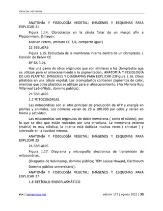 ciencias naturales
rtn | temasnicas.net edición 172 | agosto 2022 | 35
ANATOMÍA Y FISIOLOGÍA VEGETAL: IMÁGENES Y ESQUEMAS PARA
EXPLICAR 21
Figura 1.14. Cloroplastos en la célula foliar de un musgo afín a
Plagiomnium. (Imagen:
Kristian Peters, atributo CC 3.0, compartir igual)
22 SBELAIRS
Figura 1.15. Estructura de la membrana interna dentro de un cloroplasto. (
Canción de Kelvin CC
BY-SA 3.0).
Hay una gama de otros orgánulos que son similares a los cloroplastos que
se utilizan para el almacenamiento y la pigmentación. ANATOMÍA Y FISIOLOGÍA
DE LAS PLANTAS: IMÁGENES Y DIAGRAMAS PARA EXPLICAR 23Figura 1.16. Otros
plástidos en una célula vegetal. Los cromoplastos contienen pigmentos de color,
mientras que otros plástidos se utilizan para el almacenamiento. (Por Mariana Ruiz
Villarreal LadyofHats, dominio público).
24 SBELAIRS
1.7 MITOCONDRIAS
Las mitocondrias son el sitio principal de producción de ATP y energía en
plantas y animales. Los números varían de 20 a 100.000 por celda y varían en
forma y actividad.
Las mitocondrias son orgánulos de doble membrana ( como el núcleo), por
lo que se dice que están rodeados por una envoltura. La membrana externa
(matriz) es muy elástica, la interna está doblada muchas veces ( christae ) y
sobresale en la cavidad interna.
ANATOMÍA Y FISIOLOGÍA VEGETAL: IMÁGENES Y ESQUEMAS PARA
EXPLICAR 25
26 SBELAIRS
Figura 1.17. Diagrama y micrografía electrónica de transmisión de
mitocondrias.
(Diagrama de Kelvinsong, dominio público; TEM Louisa Howard, Dartmouth
Dominio público universitario).
ANATOMÍA Y FISIOLOGÍA VEGETAL: IMÁGENES Y ESQUEMAS PARA
EXPLICAR 27
1.8 RETÍCULO ENDOPLASMÁTICO
 