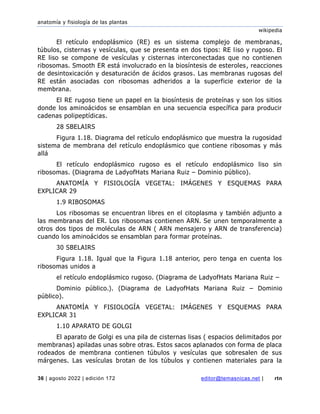 anatomía y fisiología de las plantas
wikipedia
36 | agosto 2022 | edición 172 editor@temasnicas.net | rtn
El retículo endoplásmico (RE) es un sistema complejo de membranas,
túbulos, cisternas y vesículas, que se presenta en dos tipos: RE liso y rugoso. El
RE liso se compone de vesículas y cisternas interconectadas que no contienen
ribosomas. Smooth ER está involucrado en la biosíntesis de esteroles, reacciones
de desintoxicación y desaturación de ácidos grasos. Las membranas rugosas del
RE están asociadas con ribosomas adheridos a la superficie exterior de la
membrana.
El RE rugoso tiene un papel en la biosíntesis de proteínas y son los sitios
donde los aminoácidos se ensamblan en una secuencia específica para producir
cadenas polipeptídicas.
28 SBELAIRS
Figura 1.18. Diagrama del retículo endoplásmico que muestra la rugosidad
sistema de membrana del retículo endoplásmico que contiene ribosomas y más
allá
El retículo endoplásmico rugoso es el retículo endoplásmico liso sin
ribosomas. (Diagrama de LadyofHats Mariana Ruiz – Dominio público).
ANATOMÍA Y FISIOLOGÍA VEGETAL: IMÁGENES Y ESQUEMAS PARA
EXPLICAR 29
1.9 RIBOSOMAS
Los ribosomas se encuentran libres en el citoplasma y también adjunto a
las membranas del ER. Los ribosomas contienen ARN. Se unen temporalmente a
otros dos tipos de moléculas de ARN ( ARN mensajero y ARN de transferencia)
cuando los aminoácidos se ensamblan para formar proteínas.
30 SBELAIRS
Figura 1.18. Igual que la Figura 1.18 anterior, pero tenga en cuenta los
ribosomas unidos a
el retículo endoplásmico rugoso. (Diagrama de LadyofHats Mariana Ruiz –
Dominio público.). (Diagrama de LadyofHats Mariana Ruiz – Dominio
público).
ANATOMÍA Y FISIOLOGÍA VEGETAL: IMÁGENES Y ESQUEMAS PARA
EXPLICAR 31
1.10 APARATO DE GOLGI
El aparato de Golgi es una pila de cisternas lisas ( espacios delimitados por
membranas) apiladas unas sobre otras. Estos sacos aplanados con forma de placa
rodeados de membrana contienen túbulos y vesículas que sobresalen de sus
márgenes. Las vesículas brotan de los túbulos y contienen materiales para la
 