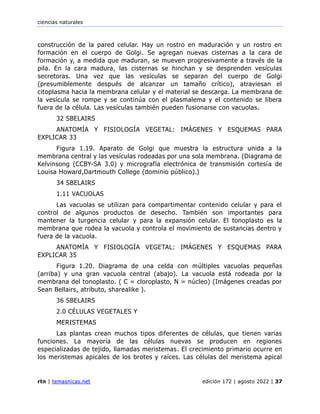 ciencias naturales
rtn | temasnicas.net edición 172 | agosto 2022 | 37
construcción de la pared celular. Hay un rostro en maduración y un rostro en
formación en el cuerpo de Golgi. Se agregan nuevas cisternas a la cara de
formación y, a medida que maduran, se mueven progresivamente a través de la
pila. En la cara madura, las cisternas se hinchan y se desprenden vesículas
secretoras. Una vez que las vesículas se separan del cuerpo de Golgi
(presumiblemente después de alcanzar un tamaño crítico), atraviesan el
citoplasma hacia la membrana celular y el material se descarga. La membrana de
la vesícula se rompe y se continúa con el plasmalema y el contenido se libera
fuera de la célula. Las vesículas también pueden fusionarse con vacuolas.
32 SBELAIRS
ANATOMÍA Y FISIOLOGÍA VEGETAL: IMÁGENES Y ESQUEMAS PARA
EXPLICAR 33
Figura 1.19. Aparato de Golgi que muestra la estructura unida a la
membrana central y las vesículas rodeadas por una sola membrana. (Diagrama de
Kelvinsong (CCBY-SA 3.0) y micrografía electrónica de transmisión cortesía de
Louisa Howard,Dartmouth College (dominio público).)
34 SBELAIRS
1.11 VACUOLAS
Las vacuolas se utilizan para compartimentar contenido celular y para el
control de algunos productos de desecho. También son importantes para
mantener la turgencia celular y para la expansión celular. El tonoplasto es la
membrana que rodea la vacuola y controla el movimiento de sustancias dentro y
fuera de la vacuola.
ANATOMÍA Y FISIOLOGÍA VEGETAL: IMÁGENES Y ESQUEMAS PARA
EXPLICAR 35
Figura 1.20. Diagrama de una celda con múltiples vacuolas pequeñas
(arriba) y una gran vacuola central (abajo). La vacuola está rodeada por la
membrana del tonoplasto. ( C = cloroplasto, N = núcleo) (Imágenes creadas por
Sean Bellairs, atributo, sharealike ).
36 SBELAIRS
2.0 CÉLULAS VEGETALES Y
MERISTEMAS
Las plantas crean muchos tipos diferentes de células, que tienen varias
funciones. La mayoría de las células nuevas se producen en regiones
especializadas de tejido, llamadas meristemas. El crecimiento primario ocurre en
los meristemas apicales de los brotes y raíces. Las células del meristema apical
 