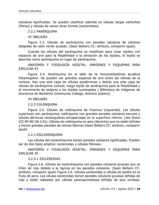 ciencias naturales
rtn | temasnicas.net edición 172 | agosto 2022 | 39
celulares lignificadas. Se pueden clasificar además en células largas estrechas
(fibras) y células de varias otras formas (esclereidas).
2.2.1 PARÉNQUIMA
42 SBELAIRS
Figura 2.3. Células de parénquima con paredes celulares de celulosa
delgadas de color verde azulado. (Sean Bellairs CC: atributo, compartir igual).
Cuando las células del parénquima se modifican para crear tejidos con
espacios de aire para la flotabilidad o la aireación de los tejidos, el tejido se
describe como aerénquima en lugar de parénquima.
ANATOMÍA Y FISIOLOGÍA VEGETAL: IMÁGENES Y ESQUEMAS PARA
EXPLICAR 43
Figura 2.4. Aerénquima en el tallo de la monocotiledónea acuática
Potamogeton. Se pueden ver grandes espacios de aire entre las células de la
corteza. Hay una sola capa de células epidérmicas y detrás una sola capa de
células de parénquima cortical, luego tejido de aerénquima para la flotabilidad y
el movimiento de oxígeno a los tejidos sumergidos ( Biblioteca de imágenes de
biociencia de Berkshire Community College, dominio público).
44 SBELAIRS
2.2.2 COLENQUIMA
Figura 2.5. Células de colénquima de Fraxinus (izquierda). Las células
superiores son parénquima, colénquima con grandes paredes celulares oscuras y
células dérmicas rectangulares achaparradas en la superficie inferior. (Jen Dixon
(CC BY-NC-SA 2.0)). Células de colénquima en apio (derecha) que no están teñidas
y tienen grandes paredes de células blancas (Sean Bellairs CC: atributo, compartir
igual).
2.2.3 ESCLERENQUIMA
Las células del esclerénquima tienen paredes celulares lignificadas. Pueden
ser de dos tipos amplios: esclereidas y células fibrosas.
ANATOMÍA Y FISIOLOGÍA VEGETAL: IMÁGENES Y ESQUEMAS PARA
EXPLICAR 45
2.2.3.1 ESCLÉREIDAS
Figura 2.6. Células de esclerénquima con paredes celulares gruesas que se
tiñen de rojo debido a la lignina en las paredes celulares. (Sean Bellairs CC:
atributo, compartir igual) Figura 2.6. Células esclereidas o células de piedra en la
fruta de pera. Las células esclereidas tienen paredes celulares gruesas teñidas de
rojo y están rodeadas por células parenquimatosas teñidas de azul verdoso.
 