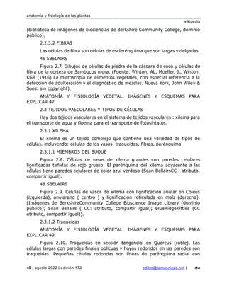 anatomía y fisiología de las plantas
wikipedia
40 | agosto 2022 | edición 172 editor@temasnicas.net | rtn
(Biblioteca de imágenes de biociencias de Berkshire Community College, dominio
público).
2.2.3.2 FIBRAS
Las células de fibra son células de esclerénquima que son largas y delgadas.
46 SBELAIRS
Figura 2.7. Dibujos de células de piedra de la cáscara de coco y células de
fibra de la corteza de Sambucus nigra. (Fuente: Winton, AL, Moeller, J., Winton,
KGB (1916) La microscopía de alimentos vegetales, con especial referencia a la
detección de adulteración y el diagnóstico de mezclas. Nueva York, John Wiley &
Sons: sin copyright).
ANATOMÍA Y FISIOLOGÍA VEGETAL: IMÁGENES Y ESQUEMAS PARA
EXPLICAR 47
2.3 TEJIDOS VASCULARES Y TIPOS DE CÉLULAS
Hay dos tejidos vasculares en el sistema de tejidos vasculares : xilema para
el transporte de agua y floema para el transporte de fotosintatos.
2.3.1 XILEMA
El xilema es un tejido complejo que contiene una variedad de tipos de
células. incluyendo: células de los vasos, traqueidas, fibras, parénquima
2.3.1.1 MIEMBROS DEL BUQUE
Figura 2.8. Células de vasos de xilema grandes con paredes celulares
lignificadas teñidas de rojo grueso. El parénquima del xilema adyacente a las
células tiene paredes celulares de color azul verdoso (Sean BellairsCC : atributo,
compartir igual).
48 SBELAIRS
Figura 2.9. Células de vasos de xilema con lignificación anular en Coleus
(izquierda), anularand ( centro ) y lignificación reticulada en maíz (derecha).
(Imágenes de BerkshireCommunity College Bioscience Image Library (dominio
público); Sean Bellairs ( CC: atributo, compartir igual); BlueRidgeKitties (CC
atributo, compartir igual)).
2.3.1.2 Traqueidas
ANATOMÍA Y FISIOLOGÍA VEGETAL: IMÁGENES Y ESQUEMAS PARA
EXPLICAR 49
Figura 2.10. Traqueidas en sección tangencial en Quercus (roble). Las
células largas con paredes finales oblicuas y hoyos redondos en las paredes son
traqueidas. Pequeñas células redondas son líneas de parénquima radial con
 