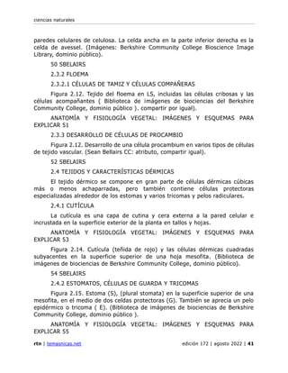 ciencias naturales
rtn | temasnicas.net edición 172 | agosto 2022 | 41
paredes celulares de celulosa. La celda ancha en la parte inferior derecha es la
celda de avessel. (Imágenes: Berkshire Community College Bioscience Image
Library, dominio público).
50 SBELAIRS
2.3.2 FLOEMA
2.3.2.1 CÉLULAS DE TAMIZ Y CÉLULAS COMPAÑERAS
Figura 2.12. Tejido del floema en LS, incluidas las células cribosas y las
células acompañantes ( Biblioteca de imágenes de biociencias del Berkshire
Community College, dominio público ). compartir por igual).
ANATOMÍA Y FISIOLOGÍA VEGETAL: IMÁGENES Y ESQUEMAS PARA
EXPLICAR 51
2.3.3 DESARROLLO DE CÉLULAS DE PROCAMBIO
Figura 2.12. Desarrollo de una célula procambium en varios tipos de células
de tejido vascular. (Sean Bellairs CC: atributo, compartir igual).
52 SBELAIRS
2.4 TEJIDOS Y CARACTERÍSTICAS DÉRMICAS
El tejido dérmico se compone en gran parte de células dérmicas cúbicas
más o menos achaparradas, pero también contiene células protectoras
especializadas alrededor de los estomas y varios tricomas y pelos radiculares.
2.4.1 CUTÍCULA
La cutícula es una capa de cutina y cera externa a la pared celular e
incrustada en la superficie exterior de la planta en tallos y hojas.
ANATOMÍA Y FISIOLOGÍA VEGETAL: IMÁGENES Y ESQUEMAS PARA
EXPLICAR 53
Figura 2.14. Cutícula (teñida de rojo) y las células dérmicas cuadradas
subyacentes en la superficie superior de una hoja mesofita. (Biblioteca de
imágenes de biociencias de Berkshire Community College, dominio público).
54 SBELAIRS
2.4.2 ESTOMATOS, CÉLULAS DE GUARDA Y TRICOMAS
Figura 2.15. Estoma (S), (plural stomata) en la superficie superior de una
mesofita, en el medio de dos celdas protectoras (G). También se aprecia un pelo
epidérmico o tricoma ( E). (Biblioteca de imágenes de biociencias de Berkshire
Community College, dominio público ).
ANATOMÍA Y FISIOLOGÍA VEGETAL: IMÁGENES Y ESQUEMAS PARA
EXPLICAR 55
 