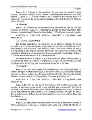 anatomía y fisiología de las plantas
wikipedia
42 | agosto 2022 | edición 172 editor@temasnicas.net | rtn
Figura 2.16. Estoma en la superficie de una hoja de girasol (Louisa
Howard,Dartmouth College; Public Domain; modificado con etiquetas por Sean
Bellairs ). Figura 2.17. Tricomas y estomas en la superficie de una hoja de girasol
(izquierda) y una hoja de tomate (derecha) (Louisa Howard, Dartmouth College;
Public Domain).
56 SBELAIRS
Figura 2.17. Estomas en la superficie de la epidermis de una hoja de dos
especies de plantas (Izquierda: Tradescantia pallida de BlueRidgeKitties (CC:
atributo, compartir igual ); Derecha: Sean Bellairs (CC: atributo, compartir igual)).
ANATOMÍA Y FISIOLOGÍA VEGETAL: IMÁGENES Y ESQUEMAS PARA
EXPLICAR 57
2.5 TEJIDOS SECUNDARIOS
Los tejidos secundarios se producen en las plantas leñosas. El xilema
secundario y el floema secundario se producen a partir de un cilindro de tejido
meristemático dentro de los tallos leñosos y las raíces. Este cilindro de tejido
meristemático es el cambium vascular. El xilema secundario proporciona soporte
estructural adicional y tejido conductor de agua adicional en arbustos y árboles.
El floema secundario reemplaza al floema primario.
De manera similar, a medida que el tronco de una planta leñosa crece, el
tejido dérmico debe expandirse y reemplazarse. El tejido newdermal es producido
por el cambium del corcho, que se encuentra debajo de la corteza.
58 SBELAIRS
Figura 2.18. Tallo de una planta dicotiledónea con solo tejidos primarios. El
sistema de tejido fundamental incluye la médula y la corteza y el sistema de tejido
vascular son haces indiscretos. (Imagen de fondo, Berkshire Community College
BioscienceImage Library, dominio público. Etiquetas Sean Bellairs ).
ANATOMÍA Y FISIOLOGÍA VEGETAL: IMÁGENES Y ESQUEMAS PARA
EXPLICAR 59
Figura 2.19. Tallo de una planta dicotiledónea con tejidos secundarios. La
médula ha sido comprimida en el centro del tallo por la expansión del xilema
secundario. El xilema secundario ahora forma un anillo completo, luego la médula
estará completamente comprimida y ya no estará presente. (Imagen de fondo,
BerkshireCommunity College Bioscience Image Library, dominio público. Etiquetas
SeanBellairs ).
60 SBELAIRS
Figura 2.20. Las ubicaciones del xilema secundario, el cambium vascular, el
floema secundario, la corteza, el cambium del corcho y la corteza. El interior del
 