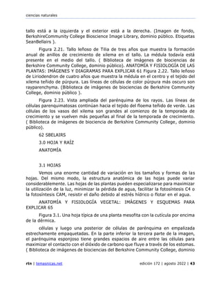ciencias naturales
rtn | temasnicas.net edición 172 | agosto 2022 | 43
tallo está a la izquierda y el exterior está a la derecha. (Imagen de fondo,
BerkshireCommunity College Bioscience Image Library, dominio público. Etiquetas
SeanBellairs ).
Figura 2.21. Tallo leñoso de Tilia de tres años que muestra la formación
anual de anillos de crecimiento de xilema en el tallo. La médula todavía está
presente en el medio del tallo. ( Biblioteca de imágenes de biociencias de
Berkshire Community College, dominio público). ANATOMÍA Y FISIOLOGÍA DE LAS
PLANTAS: IMÁGENES Y DIAGRAMAS PARA EXPLICAR 61 Figura 2.22. Tallo leñoso
de Liriodendron de cuatro años que muestra la médula en el centro y el tejido del
xilema teñido de púrpura. Las líneas de células de color púrpura más oscuro son
rayparenchyma. (Biblioteca de imágenes de biociencias de Berkshire Community
College, dominio público ).
Figura 2.23. Vista ampliada del parénquima de los rayos. Las líneas de
células parenquimatosas continúan hacia el tejido del floema teñido de verde. Las
células de los vasos del xilema son grandes al comienzo de la temporada de
crecimiento y se vuelven más pequeñas al final de la temporada de crecimiento.
( Biblioteca de imágenes de biociencia de Berkshire Community College, dominio
público).
62 SBELAIRS
3.0 HOJA Y RAÍZ
ANATOMÍA
3.1 HOJAS
Vemos una enorme cantidad de variación en los tamaños y formas de las
hojas. Del mismo modo, la estructura anatómica de las hojas puede variar
considerablemente. Las hojas de las plantas pueden especializarse para maximizar
la utilización de la luz, minimizar la pérdida de agua, facilitar la fotosíntesis C4 o
la fotosíntesis CAM, resistir el daño debido al estrés hídrico o flotar en el agua.
ANATOMÍA Y FISIOLOGÍA VEGETAL: IMÁGENES Y ESQUEMAS PARA
EXPLICAR 65
Figura 3.1. Una hoja típica de una planta mesofita con la cutícula por encima
de la dérmica.
células y luego una posterior de células de parénquima en empalizada
estrechamente empaquetadas. En la parte inferior la tercera parte de la imagen,
el parénquima esponjoso tiene grandes espacios de aire entre las células para
maximizar el contacto con el dióxido de carbono que fluye a través de los estomas.
( Biblioteca de imágenes de biociencias del Berkshire Community College, dominio
 