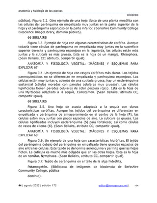 anatomía y fisiología de las plantas
wikipedia
44 | agosto 2022 | edición 172 editor@temasnicas.net | rtn
público). Figura 3.2. Otro ejemplo de una hoja típica de una planta mesófita con
las células del parénquima en empalizada muy juntas en la parte superior de la
hoja y el parénquima esponjoso en la parte inferior. (Berkshire Community College
Bioscience ImageLibrary, dominio público).
66 SBELAIRS
Figura 3.3. Ejemplo de hoja con algunas características de xerófita. Aunque
todavía tiene células de parénquima en empalizada muy juntas en la superficie
superior derecha y parénquima esponjoso en la izquierda, las células están más
juntas y la cutícula es más gruesa. Esta es la hoja de un mangle, Rhizophora.
(Sean Bellairs, CC: atributo, compartir igual).
ANATOMÍA Y FISIOLOGÍA VEGETAL: IMÁGENES Y ESQUEMAS PARA
EXPLICAR 67
Figura 3.4. Un ejemplo de hoja con rasgos xerófitos más claros. Los tejidos
parenquimáticos no se diferencian en empalizada y parénquima esponjoso. Las
células están muy juntas y, además de una cutícula gruesa, hay un esclerénquima
sustancial (células moradas con paredes celulares muy gruesas). Las células
lignificadas tienen paredes celulares de color púrpura rojizo. Esta es la hoja de
una Myrtaceae adaptada a la sequía, Callistemon. (Sean Bellairs, atributo CC,
compartir igual).
68 SBELAIRS
Figura 3.5. Una hoja de acacia adaptada a la sequía con claras
características xerófitas. Aunque los tejidos del parénquima se diferencian en
empalizada y parénquima de almacenamiento en el centro de la hoja (P), las
células están muy juntas con pocos espacios de aire. La cutícula es gruesa. Las
células lignificadas incluyen esclerénquima (S) para fortalecer, así como células
de vasos de xilema (X). (Sean Bellairs, atributo CC, compartir igual).
ANATOMÍA Y FISIOLOGÍA VEGETAL: IMÁGENES Y ESQUEMAS PARA
EXPLICAR 69
Figura 3.6. Un ejemplo de una hoja con características hidrófitas. El tejido
del parénquima debajo del parénquima en empalizada tiene grandes espacios de
aire entre las células. Este tejido se denomina aerénquima y permite que las hojas
floten. La cutícula es mucho más delgada que en las otras hojas. Esta es la hoja
de un nenúfar, Nymphaea. (Sean Bellairs, atributo CC, compartir igual).
Figura 3.7. Tejido de aerénquima en el tallo de la alga hidrófita,
Potamogetón. (Biblioteca de imágenes de biociencia de Berkshire
Community College, pública
dominio).
 