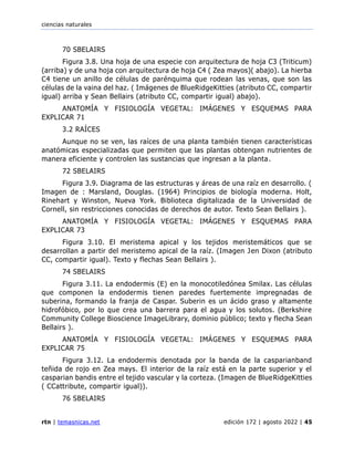ciencias naturales
rtn | temasnicas.net edición 172 | agosto 2022 | 45
70 SBELAIRS
Figura 3.8. Una hoja de una especie con arquitectura de hoja C3 (Triticum)
(arriba) y de una hoja con arquitectura de hoja C4 ( Zea mayos)( abajo). La hierba
C4 tiene un anillo de células de parénquima que rodean las venas, que son las
células de la vaina del haz. ( Imágenes de BlueRidgeKitties (atributo CC, compartir
igual) arriba y Sean Bellairs (atributo CC, compartir igual) abajo).
ANATOMÍA Y FISIOLOGÍA VEGETAL: IMÁGENES Y ESQUEMAS PARA
EXPLICAR 71
3.2 RAÍCES
Aunque no se ven, las raíces de una planta también tienen características
anatómicas especializadas que permiten que las plantas obtengan nutrientes de
manera eficiente y controlen las sustancias que ingresan a la planta.
72 SBELAIRS
Figura 3.9. Diagrama de las estructuras y áreas de una raíz en desarrollo. (
Imagen de : Marsland, Douglas. (1964) Principios de biología moderna. Holt,
Rinehart y Winston, Nueva York. Biblioteca digitalizada de la Universidad de
Cornell, sin restricciones conocidas de derechos de autor. Texto Sean Bellairs ).
ANATOMÍA Y FISIOLOGÍA VEGETAL: IMÁGENES Y ESQUEMAS PARA
EXPLICAR 73
Figura 3.10. El meristema apical y los tejidos meristemáticos que se
desarrollan a partir del meristemo apical de la raíz. (Imagen Jen Dixon (atributo
CC, compartir igual). Texto y flechas Sean Bellairs ).
74 SBELAIRS
Figura 3.11. La endodermis (E) en la monocotiledónea Smilax. Las células
que componen la endodermis tienen paredes fuertemente impregnadas de
suberina, formando la franja de Caspar. Suberin es un ácido graso y altamente
hidrofóbico, por lo que crea una barrera para el agua y los solutos. (Berkshire
Community College Bioscience ImageLibrary, dominio público; texto y flecha Sean
Bellairs ).
ANATOMÍA Y FISIOLOGÍA VEGETAL: IMÁGENES Y ESQUEMAS PARA
EXPLICAR 75
Figura 3.12. La endodermis denotada por la banda de la casparianband
teñida de rojo en Zea mays. El interior de la raíz está en la parte superior y el
casparian bandis entre el tejido vascular y la corteza. (Imagen de BlueRidgeKitties
( CCattribute, compartir igual)).
76 SBELAIRS
 
