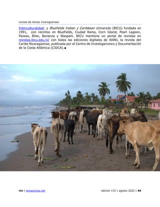revista de temas nicaragüenses
rtn | temasnicas.net edición 172 | agosto 2022 | 49
Interculturalidad; y Bluefields Indian y Caribbean University (BICU) fundada en
1991, con recintos en Bluefields, Ciudad Rama, Corn Island, Pearl Lagoon,
Paiwas, Bilwi, Bonanza y Waspam. BICU mantiene un portal de revistas en
revistas.bicu.edu.ni/ con todas las ediciones digitales de WANI, la revista del
Caribe Nicaragüense, publicada por el Centro de Investigaciones y Documentación
de la Costa Atlántica (CIDCA).■
 