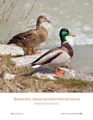 historia
| temasnicas.net edición175 | noviembre 2022 |
ÁNADE REAL, ÁNADE AZULÓN O PATO DE COLLAR
ANAS PLATYRHYNCHOS
 
