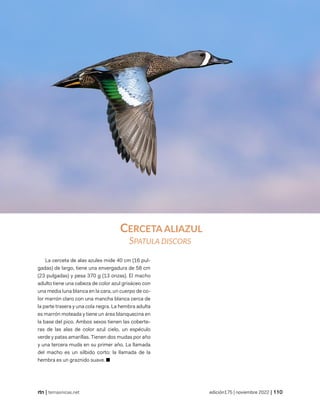 reformas liberales y protestantismo: nicaragua siglo xix
© Ligia Madrigal Mendieta
| temasnicas.net edición175 | noviembre 2022 |
CERCETA ALIAZUL
SPATULA DISCORS
La cerceta de alas azules mide 40 cm (16 pul-
gadas) de largo, tiene una envergadura de 58 cm
(23 pulgadas) y pesa 370 g (13 onzas). El macho
adulto tiene una cabeza de color azul grisáceo con
una media luna blanca en la cara, un cuerpo de co-
lor marrón claro con una mancha blanca cerca de
la parte trasera y una cola negra. La hembra adulta
es marrón moteada y tiene un área blanquecina en
la base del pico. Ambos sexos tienen las coberte-
ras de las alas de color azul cielo, un espéculo
verde y patas amarillas. Tienen dos mudas por año
y una tercera muda en su primer año. La llamada
del macho es un silbido corto; la llamada de la
hembra es un graznido suave. ■
 