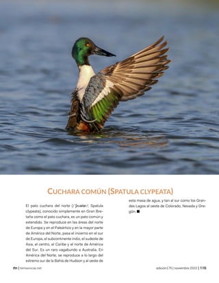 departamento de chontales
©wikipedia
| temasnicas.net edición175 | noviembre 2022 |
CUCHARA COMÚN (SPATULA CLYPEATA)
El pato cuchara del norte (/ˈʃʌvələr/; Spatula
clypeata), conocido simplemente en Gran Bre-
taña como el pato cuchara, es un pato común y
extendido. Se reproduce en las áreas del norte
de Europa y en el Paleártico y en la mayor parte
de América del Norte, pasa el invierno en el sur
de Europa, el subcontinente indio, el sudeste de
Asia, el centro, el Caribe y el norte de América
del Sur. Es un raro vagabundo a Australia. En
América del Norte, se reproduce a lo largo del
extremo sur de la Bahía de Hudson y al oeste de
esta masa de agua, y tan al sur como los Gran-
des Lagos al oeste de Colorado, Nevada y Ore-
gón. ■
 