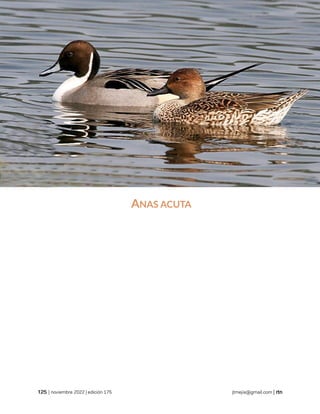 antropología
| noviembre 2022 | edición 175 jtmejia@gmail.com |
ANAS ACUTA
 