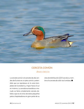 revista de temas nicaragüenses
| temasnicas.net edición175 | noviembre 2022 |
CERCETA COMÚN
ANAS CRECCA
La cerceta común o la cerceta de alas ver-
des de Eurasia es un pato común y exten-
dido que se reproduce en la zona tem-
plada de Eurosiberia y migra hacia el sur
en invierno. La cerceta euroasiática a me-
nudo se llama simplemente cerceta de-
bido a que es el único de estos pequeños
patos chapoteadores en gran parte de su
área de distribución.[3] El ave da su nom-
bre a la cerceta de color azul verdoso. ■
 