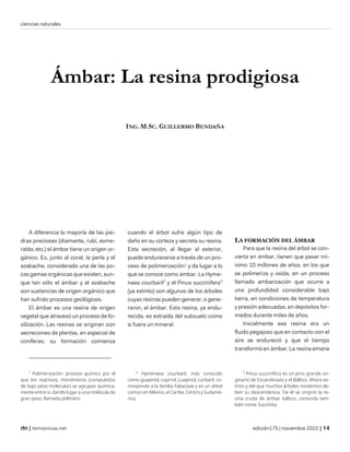 ciencias naturales
| temasnicas.net edición175 | noviembre 2022 |
Ámbar: La resina prodigiosa
ING. M.SC. GUILLERMO BENDAÑA
A diferencia la mayoría de las pie-
dras preciosas (diamante, rubí, esme-
ralda, etc.) el ámbar tiene un origen or-
gánico. Es, junto al coral, la perla y el
azabache, considerado una de las po-
cas gemas orgánicas que existen, aun-
que tan sólo el ámbar y el azabache
son sustancias de origen orgánico que
han sufrido procesos geológicos.
El ámbar es una resina de origen
vegetal que atravesó un proceso de fo-
silización. Las resinas se originan con
secreciones de plantas, en especial de
coníferas; su formación comienza
1
Polimerización: proceso químico por el
que los reactivos, monómeros (compuestos
de bajo peso molecular) se agrupan química-
mente entre sí, dando lugar a una molécula de
gran peso, llamada polímero.
cuando el árbol sufre algún tipo de
daño en su corteza y secreta su resina.
Esta secreción, al llegar al exterior,
puede endurecerse a través de un pro-
ceso de polimerización1
y da lugar a lo
que se conoce como ámbar. La Hyme-
naea courbaril2
y el Pinus succinifera3
(ya extinto) son algunos de los árboles
cuyas resinas pueden generar, o gene-
raron, el ámbar. Esta resina, ya endu-
recida, es extraída del subsuelo como
si fuera un mineral.
2
Hymenaea courbaril, más conocido
como guapinol, copinol, cuapinol, curbaril, co-
rresponde a la familia Fabaceae y es un árbol
común en México, el Caribe, Centro y Sudamé-
rica.
LA FORMACIÓN DEL ÁMBAR
Para que la resina del árbol se con-
vierta en ámbar, tienen que pasar mí-
nimo 10 millones de años, en los que
se polimeriza y oxida, en un proceso
llamado ambarización que ocurre a
una profundidad considerable bajo
tierra, en condiciones de temperatura
y presión adecuadas, en depósitos for-
mados durante miles de años.
Inicialmente esa resina era un
fluido pegajoso que en contacto con el
aire se endureció y que el tiempo
transformó en ámbar. La resina emana
3
Pinus succinifera es un pino grande ori-
ginario de Escandinavia y el Báltico. Ahora ex-
tinto y del que muchos árboles modernos de-
ben su descendencia. De él se originó la re-
sina cruda de ámbar báltico, conocida tam-
bién como Succinita.
 