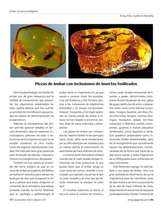 ámbar: la resina prodigiosa
© Ing. M.Sc. Guillermo Bendaña
| noviembre 2022 | edición 175 jtmejia@gmail.com |
Para la paleontología, los fósiles de
ámbar son de gran relevancia por la
calidad de conservación que presen-
tan los organismos preservados en
ellos, podría decirse que han sufrido
un proceso de momificación ya que to-
das las etapas de descomposición se
suspendieron.
Además, la transparencia del ám-
bar permite apreciar detalles en ter-
cera dimensión, deja ver especies mi-
croscópicas, patrones de color o es-
tructuras de los organismos que no se
pueden conservar en otro medio,
como los órganos reproductores o las
alas. Por todo ello tiene gran potencial
para el estudio de plantas, insectos o
incluso microorganismos del pasado.
También es muy valioso en el estu-
dio del clima antiguo ya que en un
trozo de ámbar procedente del Báltico
se realizaron estudios para extraer las
burbujas de aire que encapsuló la re-
sina y parece que éstas atraparon el
contenido de la atmósfera que estaba
presente cuando se formó. Mientras
que en geología y paleontología el
ámbar tiene un importante rol, ya que
ayuda a conocer mejor los ecosiste-
mas del Cretácico y del Terciario gra-
cias a las inclusiones de organismos
fosilizados y su propia composición.
Avispas, mosquitos y hormigas apare-
cen en ciertas piezas de ámbar e in-
cluso se han llegado a encontrar ara-
ñas, telas de estos arácnidos y escor-
piones.
Las piezas de ámbar con inclusio-
nes de insectos fósiles no se usan para
hacer joyas, salvo raras excepciones,
por su dificultad para ser tratadas y por
su valioso aporte al conocimiento de
esos fósiles de hace millones de años.
La resina recién formada en el árbol
cuando cae al suelo puede recoger in-
clusiones de otras sustancias, lo que
puede hacer que el ámbar tenga un
color fuera del común, amarillo o ana-
ranjado, por ejemplo, las piritas le dan
un color azulado y se cree que las ce-
nizas volcánicas le otorgan el color
azul.
En muchas ocasiones, la resina, al
escurrir sobre la corteza de troncos y
ramas, pudo atrapar inclusiones de lí-
quidos o gases, denominadas inclu-
siones fluidas (burbujas de aire, gotas
de agua), partículas de polvo, o peque-
ños seres vivos como plantas (orquí-
deas, musgos, líquenes, semillas y flo-
res diminutas), hongos, insectos (hor-
migas, mosquitos, abejas, termitas,
mariposas o libélulas), arañas, escor-
piones, gusanos e incluso pequeños
vertebrados, como lagartijas o ranas,
que quedaron preservados como in-
clusiones fósiles deshidratadas, pero
sin el encogimiento que normalmente
causan las deshidrataciones, conser-
vándose de tal forma que parte de su
estructura celular y hasta fragmentos
de su ADN pueden estar contenidos en
esas inclusiones.
Este fenómeno agrega no solo be-
lleza a una pieza de ámbar, sino una
gran cantidad de información de suma
importancia para los científicos, pues
de esta manera se tiene conocimiento
de la vida de hace millones de años,
disponiendo en ocasiones de especies
ya desaparecidas. Existen muestras de
 