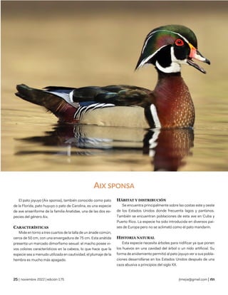 ciencias naturales
| noviembre 2022 | edición 175 jtmejia@gmail.com |
AIX SPONSA
El pato joyuyo (Aix sponsa), también conocido como pato
de la Florida, pato huyuyo o pato de Carolina, es una especie
de ave anseriforme de la familia Anatidae, una de las dos es-
pecies del género Aix.
CARACTERÍSTICAS
Mide en torno a tres cuartos de la talla de un ánade común,
cerca de 50 cm, con una envergadura de 75 cm. Esta anátida
presenta un marcado dimorfismo sexual: el macho posee vi-
vos colores característicos en la cabeza, lo que hace que la
especie sea a menudo utilizada en cautividad, el plumaje de la
hembra es mucho más apagado.
HÁBITAT Y DISTRIBUCIÓN
Se encuentra principalmente sobre las costas este y oeste
de los Estados Unidos donde frecuenta lagos y pantanos.
También se encuentran poblaciones de esta ave en Cuba y
Puerto Rico. La especie ha sido introducida en diversos paí-
ses de Europa pero no se aclimató como el pato mandarín.
HISTORIA NATURAL
Esta especie necesita árboles para nidificar ya que ponen
los huevos en una cavidad del árbol o un nido artificial. Su
forma de anidamiento permitió al pato joyuyo ver a sus pobla-
ciones desarrollarse en los Estados Unidos después de una
caza abusiva a principios del siglo XX.
 