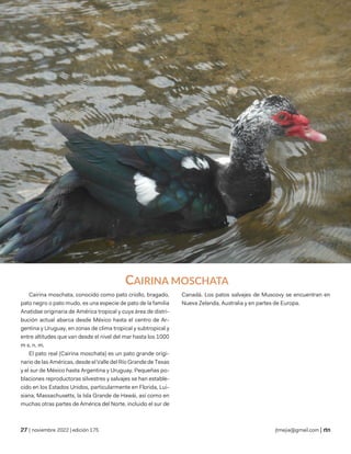 ciencias naturales
| noviembre 2022 | edición 175 jtmejia@gmail.com |
CAIRINA MOSCHATA
Cairina moschata, conocido como pato criollo, bragado,
pato negro o pato mudo, es una especie de pato de la familia
Anatidae originaria de América tropical y cuya área de distri-
bución actual abarca desde México hasta el centro de Ar-
gentina y Uruguay, en zonas de clima tropical y subtropical y
entre altitudes que van desde el nivel del mar hasta los 1000
m s. n. m.
El pato real (Cairina moschata) es un pato grande origi-
nario de las Américas, desde el Valle del Río Grande de Texas
y el sur de México hasta Argentina y Uruguay. Pequeñas po-
blaciones reproductoras silvestres y salvajes se han estable-
cido en los Estados Unidos, particularmente en Florida, Lui-
siana, Massachusetts, la Isla Grande de Hawái, así como en
muchas otras partes de América del Norte, incluido el sur de
Canadá. Los patos salvajes de Muscovy se encuentran en
Nueva Zelanda, Australia y en partes de Europa.
 