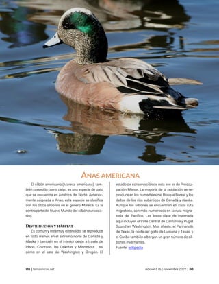 latín botánico
©wikipedia
| temasnicas.net edición175 | noviembre 2022 |
ANAS AMERICANA
El silbón americano (Mareca americana), tam-
bién conocido como calvo, es una especie de pato
que se encuentra en América del Norte. Anterior-
mente asignada a Anas, esta especie se clasifica
con los otros silbones en el género Mareca. Es la
contraparte del Nuevo Mundo del silbón euroasiá-
tico.
DISTRIBUCIÓN Y HÁBITAT
Es común y está muy extendido, se reproduce
en todo menos en el extremo norte de Canadá y
Alaska y también en el interior oeste a través de
Idaho, Colorado, las Dakotas y Minnesota , así
como en el este de Washington y Oregón. El
estado de conservación de esta ave es de Preocu-
pación Menor. La mayoría de la población se re-
produce en los humedales del Bosque Boreal y los
deltas de los ríos subárticos de Canadá y Alaska.
Aunque los silbones se encuentran en cada ruta
migratoria, son más numerosos en la ruta migra-
toria del Pacífico. Las áreas clave de invernada
aquí incluyen el Valle Central de California y Puget
Sound en Washington. Más al este, el Panhandle
de Texas, la costa del golfo de Luisiana y Texas, y
el Caribe también albergan un gran número de sil-
bones invernantes.
Fuente: wikipedia
 