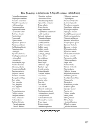 Lista de Aves de la Colección de B. Ponsol Montadas en Exhibición
Cripturellus cinnamomeus        Charadrius vociferans         Chloroceryle americana
Tachybaptus dominicus           Charadrius collaris           Ceryle torquata
Pelecanus occidentalis          Charadrius semipalmatus       Bucco macrorhynchus
Phalachrocorax olivaceus        Hymantopus mexicanus          Galbula ruficauda
Anhinga anhinga                 Tringa solitaria              Pteroglossus torquatus
Fregata magnificens             Tringa flavipes               Ramphastos sulfuratus
Tigrisoma mexicanum             Tringa melanoleuca            Melanerpes aurifrons
Casmerodius albus               Catoptrophorus semipalmatus   Dryocopus lineatus
Butorides striatus              Actitis macularia             Campephilus guatemalensis
Egretta tricolor                Bartramia longicauda          Dendrocincla anabatina
Egretta thula                   Numenius phaeopus             Pitangus sulphuratus
Egretta caerulea                Arenaria interpres            Tyrannus melancholicus
Nycticorax nycticorax           Calidris melanotos            Pachyramphus aglaiae
Nycticorax violaceus            Calidris minutilla            Tyrannus forficatus
Cochlearius cochlearius         Calidris mauri                Tyrannus verticalis
Eudocimus albus                 Calidris pusilla              Myiozetetes similis
Ajaia ajaja                     Calidris canutus              Myiarchus crinitus
Mycteria americana              Gallinago gallinago           Procnias tricarunculata
Dendrocygna autumnalis          Jacana spinosa                Cotinga amabilis
Aythya affinis                  Larus pipixcan                Carpodectes nitidus
Anas discors                    Sterna fuscata                Chiroxiphia linearis
Sarcoramphus papa               Sterna caspia                 Progne subis
Pandion haliaetus               Chlidonias niger              Hirundo rustica
Elanoides forficatus            Rynchops niger                Hirundo pyrrhonota
Leucopternis albicollis         Zenaida asiatica              Riparia riparia
Buteo magnirostris              Brotogeris jugularis          Calocitta formosa
Spizaetus ornatus               Amazona albifrons             Thryothorus pleurostictus
Parabuteo unicinctus            Ara macao                     Dendroica petechia
Buteogallus urubitinga          Ara ambigua                   Geothlypis poliocephala
Buteo nitidus                   Coccizus minor                Piranga rubra
Falco sparverius                Tyto alba                     Icteria virens
Falco peregrinus                Otus cooperi                  Ramphocelus passerinii
Falco rufigularis               Asio clamator                 Euphonia affinis
Crax rubra                      Chordeiles acutipennis        Cyanerpes cyaneus
Penelope purpurascens           Caprimulgus carolinensis      Paserina ciris
Colinus cristatus               Anthracothorax prevostii      Guiraca caerulea
Porphyrio martinica             Amazilia rutila               Icterus galbula
Fulica americana                Heliomaster constantii        Icterus pectoralis
Heliornis fulica                Pharomachrus mocinno          Icterus spurius
Burhinus bistriatus             Trogon elegans                Agelaius phoeniceus
 Pluvialis squaterola           Trogon citreolus              Molothrus aeneus
 Pluvialis dominica             Eumomota superciliosa         Quiscalus mexicanus

                                   


                                                                                          207
 