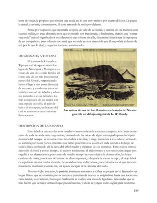 lenta de viajar, le propuse que tomara una mula, en lo que convenimos por cuatro dólares. Le pagué
la mitad, y monté; comenzamos, él a pie arreando la mula por delante.
        Pensé por supuesto, que montaría después de salir de la ciudad, y caminé de esa manera unas
cuantas millas, en cuya distancia tuve que esperarlo con frecuencia; y finalmente, viendo que “tomar
una mula” para él significaba ir más despacio que si fuera sin ella, determiné abandonar la esperanza
de un compañero, pues además encontré que su mula era tan intratable que él no podría ir detrás de
mí, por lo que lo dejé, y seguí mi tortuoso camino solo.


DE GRANADA A TIPITAPA
         El camino de Granada a
Tipitapa – el río que conecta los
lagos de Nicaragua y Managua es a
través de una de las más fértiles así
como una de las más interesantes
partes del Estado, serpenteando
junto al lago a una corta distancia
de su costa, y cambiante con casi
toda la variedad de árboles y arbus-
tos naturales a estas latitudes, los
más conspicuos de los cuales son
una especie de ceiba, el palo de
hule y el matapalo, un boceto del
cual se encuentra entre nuestras        Las minas de oro de San Ramón en el estado de Nicara-
ilustraciones.                               gua. De un dibujo original de G. W. Bowly.


DESCRIPCION DE LA PASASITA
        Este árbol es uno con las más notables características de esta tierra singular; es el más exube-
rante de toda la exuberante vegetación; brotando de las raíces de algún consagrado pero decrépito
monarca del bosque, se arrastra como una hebra a la cima, y luego comienza a extenderse, echando
su sombra por todas partes, mientras sus raíces penetran a su sostén en cada juntura a lo largo de
toda la línea, sorbiendo allí la savia del árbol madre y viviendo de sus entrañas. Estas raíces entrela-
zan todo el árbol, y con el tiempo, lo cubren totalmente, el viejo tronco y sus ramas aún cargan con
orgullo a sus destructores; pero antes de mucho tiempo se ven señales de destrucción, las hojas
cambian de color, porciones del mismo se descomponen, y después de cierto tiempo, el viejo árbol
es sepultado en una tumba viviente, devorando como si dijéramos, por el destructor al que tan cari-
ñosamente mantuvo, cuando era, sin ayuda, incapaz de levantarse del suelo.
         No satisfecho con esto, la parásita comienza entonces a sorber su propia savia; lanzando sus
largas fibras, que se arrastran por su corteza y penetran de nuevo, o, colgándose hasta que tocan una
rama lateral, la atraviesan, hasta que finalmente se vuelve una masa de ligaduras, tan unidas que es
más fuerte que la mejor armazón que pueda hacerse, y ahora se yergue como algún gran monstruo

                                                                                                    189
 