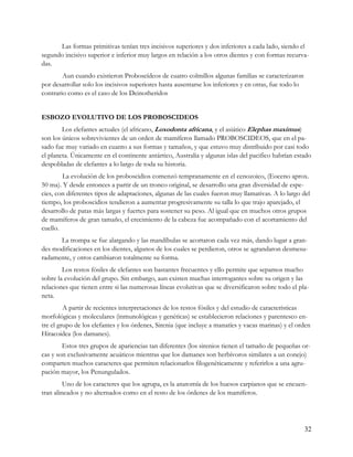 Las formas primitivas tenían tres incisivos superiores y dos inferiores a cada lado, siendo el
segundo incisivo superior e inferior muy largos en relación a los otros dientes y con formas recurva-
das.
        Aun cuando existieron Proboscídeos de cuatro colmillos algunas familias se caracterizaron
por desarrollar solo los incisivos superiores hasta ausentarse los inferiores y en otras, fue todo lo
contrario como es el caso de los Deinotheridos


ESBOZO EVOLUTIVO DE LOS PROBOSCIDEOS
        Los elefantes actuales (el africano, Loxodonta africana, y el asiático Elephas maximus)
son los únicos sobrevivientes de un orden de mamíferos llamado PROBOSCIDEOS, que en el pa-
sado fue muy variado en cuanto a sus formas y tamaños, y que estuvo muy distribuido por casi todo
el planeta. Únicamente en el continente antártico, Australia y algunas islas del pacifico habrían estado
despobladas de elefantes a lo largo de toda su historia.
        La evolución de los proboscidios comenzó tempranamente en el cenozoico, (Eoceno aprox.
50 ma). Y desde entonces a partir de un tronco original, se desarrollo una gran diversidad de espe-
cies, con diferentes tipos de adaptaciones, algunas de las cuales fueron muy llamativas. A lo largo del
tiempo, los proboscidios tendieron a aumentar progresivamente su talla lo que trajo aparejado, el
desarrollo de patas más largas y fuertes para sostener su peso. Al igual que en muchos otros grupos
de mamíferos de gran tamaño, el crecimiento de la cabeza fue acompañado con el acortamiento del
cuello.
      La trompa se fue alargando y las mandíbulas se acortaron cada vez más, dando lugar a gran-
des modificaciones en los dientes, algunos de los cuales se perdieron, otros se agrandaron desmesu-
radamente, y otros cambiaron totalmente su forma.
        Los restos fósiles de elefantes son bastantes frecuentes y ello permite que sepamos mucho
sobre la evolución del grupo. Sin embargo, aun existen muchas interrogantes sobre su origen y las
relaciones que tienen entre si las numerosas líneas evolutivas que se diversificaron sobre todo el pla-
neta.
         A partir de recientes interpretaciones de los restos fósiles y del estudio de características
morfológicas y moleculares (inmunológicas y genéticas) se establecieron relaciones y parentesco en-
tre el grupo de los elefantes y los órdenes, Sirenia (que incluye a manatíes y vacas marinas) y el orden
Hiracoidea (los damanes).
        Estos tres grupos de apariencias tan diferentes (los sirenios tienen el tamaño de pequeñas or-
cas y son exclusivamente acuáticos mientras que los damanes son herbívoros similares a un conejo)
comparten muchos caracteres que permiten relacionarlos filogenéticamente y referirlos a una agru-
pación mayor, los Penungulados.
         Uno de los caracteres que los agrupa, es la anatomía de los huesos carpianos que se encuen-
tran alineados y no alternados como en el resto de los órdenes de los mamíferos.




                                                                                                        32
 