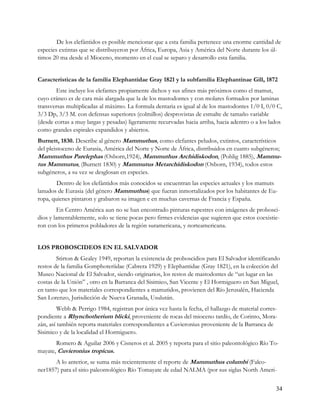 De los elefántidos es posible mencionar que a esta familia pertenece una enorme cantidad de
especies extintas que se distribuyeron por África, Europa, Asia y América del Norte durante los úl-
timos 20 ma desde el Mioceno, momento en el cual se separo y desarrollo esta familia.


Características de la familia Elephantidae Gray 1821 y la subfamilia Elephantinae Gill, 1872
        Este incluye los elefantes propiamente dichos y sus afines más próximos como el mamut,
cuyo cráneo es de cara más alargada que la de los mastodontes y con molares formados por laminas
transversas multiplicadas al máximo. La formula dentaria es igual al de los mastodontes 1/0 I, 0/0 C,
3/3 Dp, 3/3 M. con defensas superiores (colmillos) desprovistas de esmalte de tamaño variable
(desde cortas a muy largas y pesadas) ligeramente recurvadas hacia arriba, hacia adentro o a los lados
como grandes espirales expandidos y abiertos.
Burnett, 1830. Describe al género Mammuthus, como elefantes peludos, extintos, característicos
del pleistoceno de Eurasia, América del Norte y Norte de África, distribuidos en cuatro subgéneros;
Mammuthus Parelephas (Osborn,1924), Mammuthus Archidiskodon, (Pohlig 1885), Mammu-
tus Mammutus, (Burnett 1830) y Mammutus Metarchidiskodon (Osborn, 1934), todos estos
subgéneros, a su vez se desglosan en especies.
        Dentro de los elefántidos más conocidos se encuentran las especies actuales y los mamuts
lanudos de Eurasia (del género Mammuthus) que fueran inmortalizados por los habitantes de Eu-
ropa, quienes pintaron y grabaron su imagen e en muchas cavernas de Francia y España.
        En Centro América aun no se han encontrado pinturas rupestres con imágenes de probosci-
dios y lamentablemente, solo se tiene pocas pero firmes evidencias que sugieren que estos coexistie-
ron con los primeros pobladores de la región suramericana, y norteamericana.


LOS PROBOSCIDEOS EN EL SALVADOR
        Stirton & Gealey 1949, reportan la existencia de proboscidios para El Salvador identificando
restos de la familia Gomphoteriidae (Cabrera 1929) y Elephantidae (Gray 1821), en la colección del
Museo Nacional de El Salvador, siendo originarios, los restos de mastodontes de “un lugar en las
costas de la Unión” , otro en la Barranca del Sisimico, San Vicente y El Hormiguero en San Miguel,
en tanto que los materiales correspondientes a mamutidos, provienen del Río Jerusalén, Hacienda
San Lorenzo, Jurisdicción de Nueva Granada, Usulután.
         Webb & Perrigo 1984, registran por única vez hasta la fecha, el hallazgo de material corres-
pondiente a Rhynchotherium blicki, proveniente de rocas del mioceno tardío, de Corinto, Mora-
zán, así también reporta materiales correspondientes a Cuvieronius proveniente de la Barranca de
Sisimico y de la localidad el Hormiguero.
       Romero & Aguilar 2006 y Cisneros et al. 2005 y reporta para el sitio paleontológico Río To-
mayate, Cuvieronius tropicus.
       A lo anterior, se suma más recientemente el reporte de Mammuthus columbi (Falco-
ner1857) para el sitio paleontológico Río Tomayate de edad NALMA (por sus siglas North Ameri-


                                                                                                    34
 