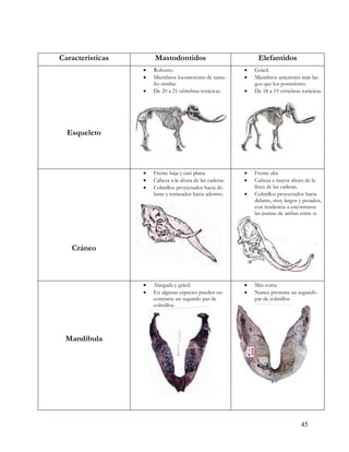 Características       Mastodontidos                             Elefantidos
                     Robusto.                                Grácil.
                     Miembros locomotores de tama-           Miembros anteriores más lar-
                      ño similar.                              gos que los posteriores.
                     De 20 a 21 vértebras torácicas.         De 18 a 19 vértebras torácicas




  Esqueleto



                     Frente baja y casi plana.               Frente alta
                     Cabeza a la altura de las caderas.      Cabeza a mayor altura de la
                     Colmillos proyectados hacia de-          línea de las caderas.
                      lante y torneados hacia adentro.        Colmillos proyectados hacia
                                                               delante, muy largos y pesados,
                                                               con tendencia a encontrarse
                                                               las puntas de ambas entre si.




   Cráneo



                     Alargada y grácil.                      Más corta.
                     En algunas especies pueden en-          Nunca presenta un segundo
                      contrarse un segundo par de              par de colmillos
                      colmillos.




 Mandíbula




                                                                                   45
 