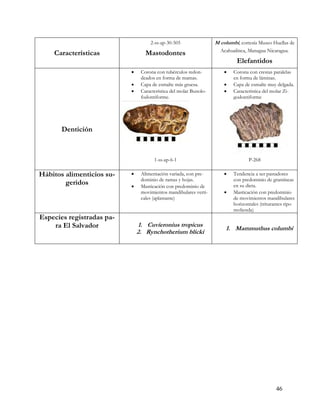 2-ss-ap-30-505                 M columbi, cortesía Museo Huellas de
                                                                     Acahualinca, Managua Nicaragua.
    Características               Mastodontes
                                                                            Elefantidos
                               Corona con tubérculos redon-              Corona con crestas paralelas
                                deados en forma de mamas.                  en forma de láminas.
                               Capa de esmalte más gruesa.               Capa de esmalte muy delgada.
                               Característica del molar Bunolo-          Característica del molar Zi-
                                fodontiforme.                              godontiforme




       Dentición



                                      1-ss-ap-6-1                                 P-268

Hábitos alimenticios su-       Alimentación variada, con pre-            Tendencia a ser pastadores
                                dominio de ramas y hojas.                  con predominio de gramíneas
        geridos                Masticación con predominio de              en su dieta.
                                movimientos mandibulares verti-           Masticación con predominio
                                cales (aplastante)                         de movimientos mandibulares
                                                                           horizontales (triturantes tipo
                                                                           molienda)
Especies registradas pa-
    ra El Salvador             1. Cuvieronius tropicus
                                                                       1. Mammuthus columbi
                               2. Rynchotherium blicki




                                                                                               46
 