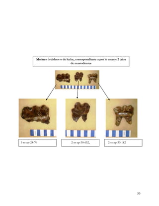 Molares deciduos o de leche, correspondiente a por lo menos 2 crías
                                     de mastodontes




1-ss-ap-24-70                         2-ss-ap-30-652,            2-ss-ap-30-182




                                                                                  50
 