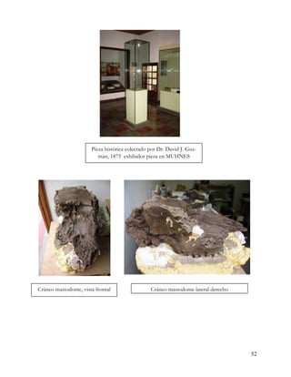 Pieza histórica colectado por Dr. David J. Guz-
                          mán, 1875 exhibidor pieza en MUHNES




Cráneo mastodonte, vista frontal                 Cráneo mastodonte lateral derecho




                                                                                     52
 