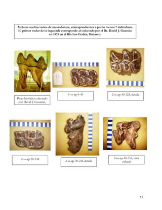 Molares sueltos varios de mastodontes, correspondientes a por lo menos 7 individuos.
El primer molar de la izquierda corresponde al colectado por el Dr. David J. Guzmán
                        en 1875 en el Río Los Frailes, Ilobasco.




                                    1-ss-ap-6-45                    2-ss-ap-30-125, detalle
Pieza histórica colectado
 por David J. Guzmán,




   2-ss-ap-30-338                                                     2-ss-ap-30-531, vista
                                  2-ss-ap-30-216 detalle                     oclusal




                                                                                              55
 